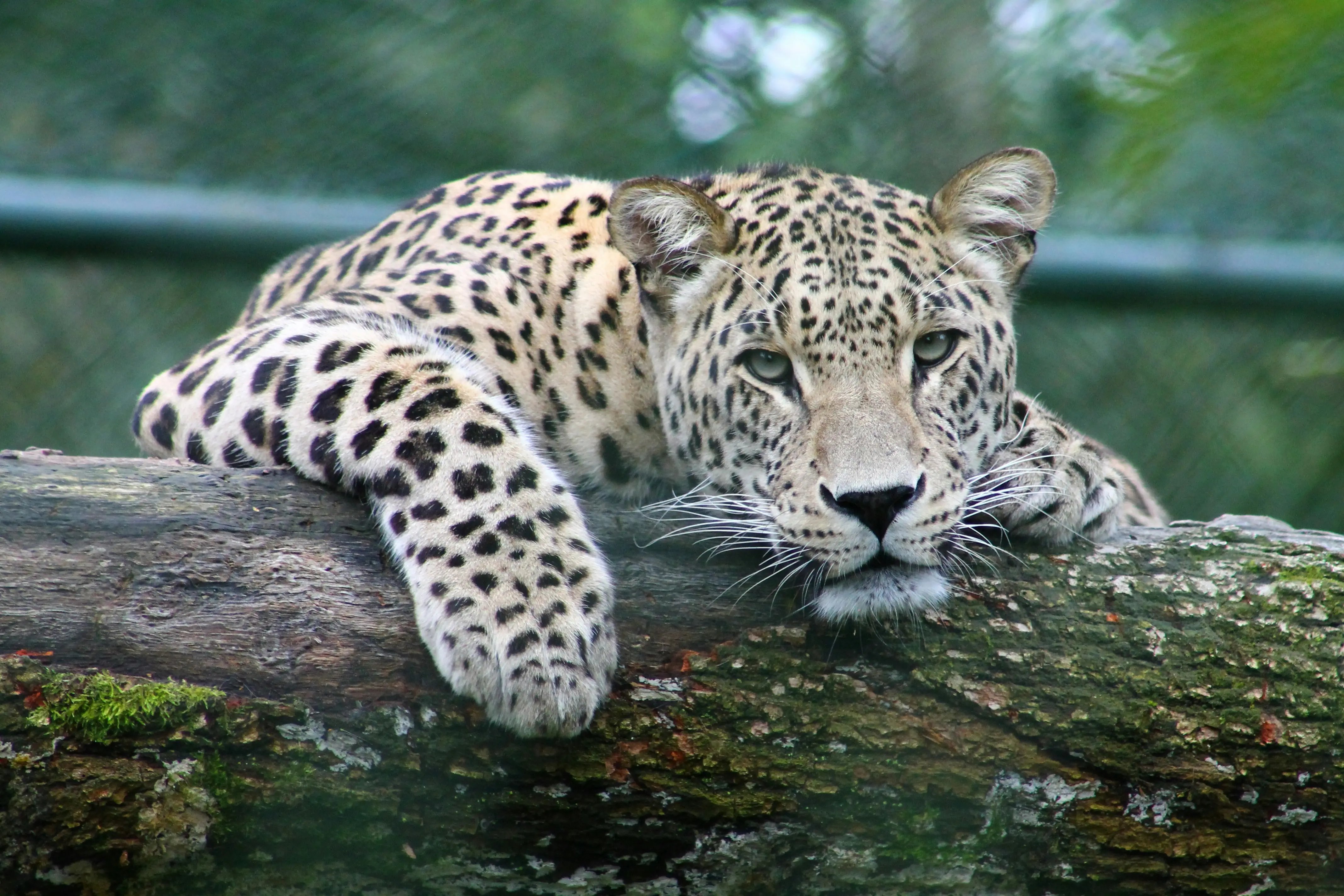 wildlife